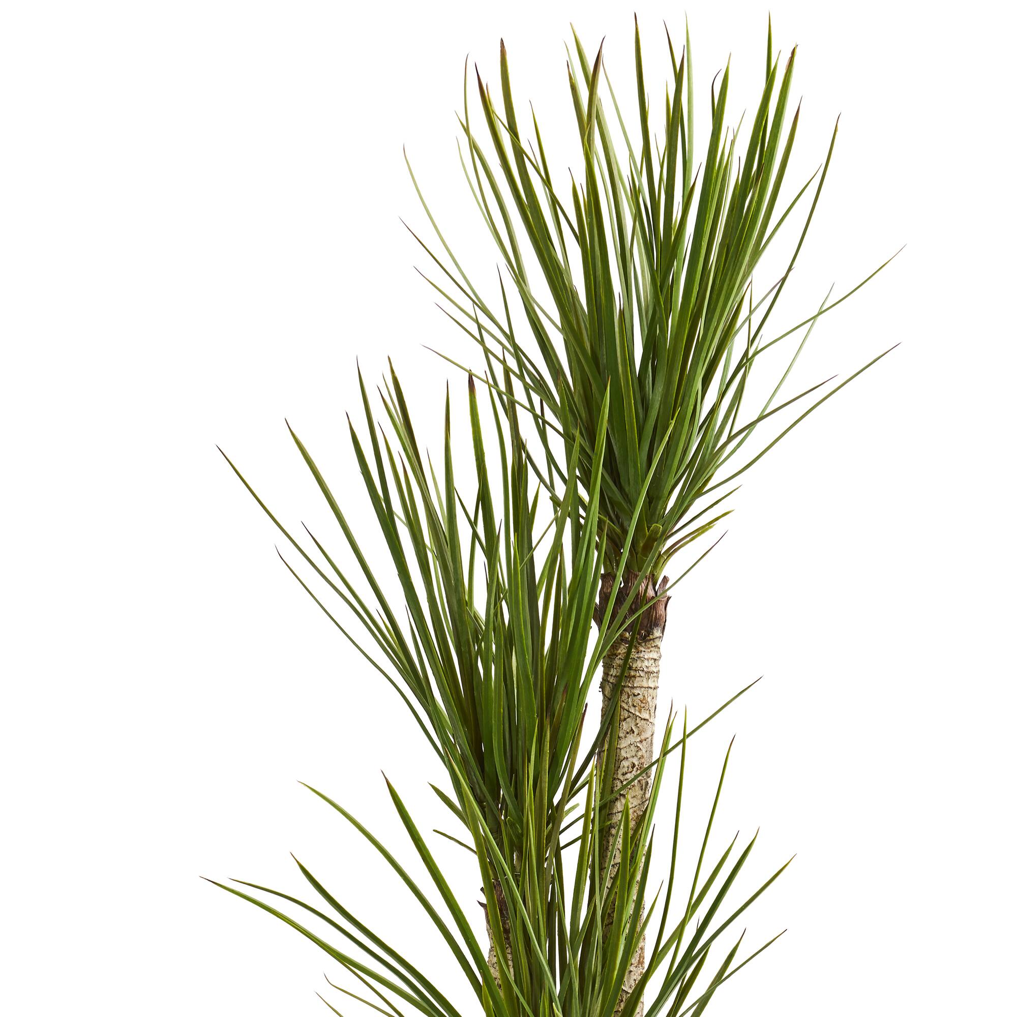 5.5ft. Yucca Tree in Black Planter